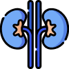 Kidney