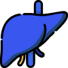 Liver